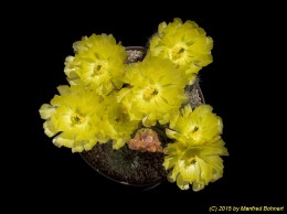 Echinocereus stoloniferus ssp. tayopensis 1261